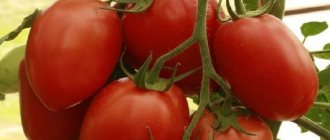'Гибридный томат "Императрица": инструкция по выращиванию на своем участке от посева до сбора урожая' width="800