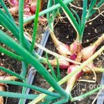 The main difference between shallots and onions is the ability to form a “nest” of several bulbs that have a single root system