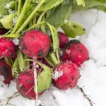The main secret to properly freezing radishes is a very low temperature. This way, the juice of the root vegetable will not have time to turn into crystals, due to which the pulp will remain elastic 
