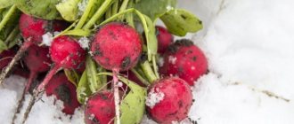 The main secret to properly freezing radishes is a very low temperature. This way, the juice of the root vegetable will not have time to turn into crystals, due to which the pulp will remain elastic 