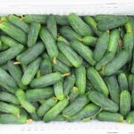 Dutch varieties of cucumbers