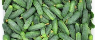 Dutch varieties of cucumbers