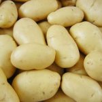 Dutch potato variety