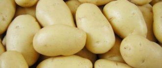 Dutch potato variety