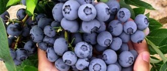 Blueberry Duke. Description of the variety, photo, ripening time, pollinators, ripening time, frost resistance 