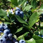 Blueberries in the garden