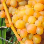 Bunch of Tason grapes photo
