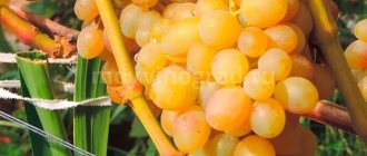 Гроздь винограда Тасон фото