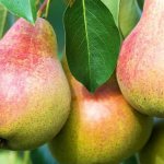Bere Giffard pear - description of the fruit