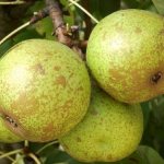 Bergamot pear has a short shelf life