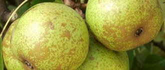 Bergamot pear has a short shelf life