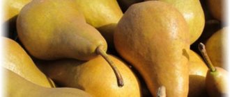 Bernet pear