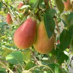 Lel pear variety description