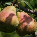 Pear withstands sudden changes in temperature and humidity