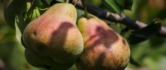 Pear withstands sudden changes in temperature and humidity