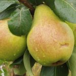 Veles pear