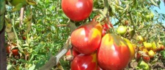 &#39;A pear-shaped variety with a sweet taste and amazing aroma - the Ivan Kupala tomato&#39; width=&quot;800