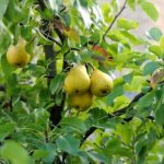 Pear tree with fruits