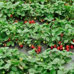 Beds of ripe strawberries