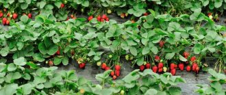 Beds of ripe strawberries