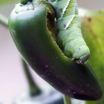Caterpillars eat peppers