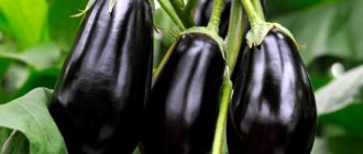 Characteristics of eggplant variety Universal 6