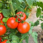 Характеристика и описание помидор сорта Санька