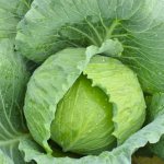 Characteristics of cabbage variety Ammon f1