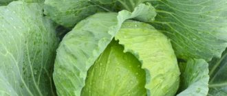 Characteristics of cabbage variety Ammon f1
