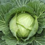 Characteristics of cabbage variety Etma F1