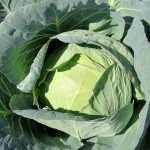Characteristics of cabbage variety Kevin f1