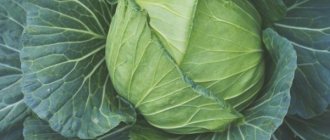 Characteristics of cabbage variety Pructor f1