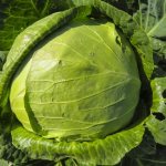 Characteristics of cabbage variety Sibiryachka