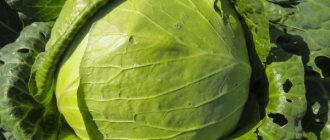 Characteristics of cabbage variety Sibiryachka