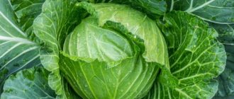 Characteristics of cabbage variety Zeno