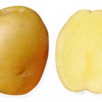 Characteristics of potato tubers of the Bryansk delicacy variety