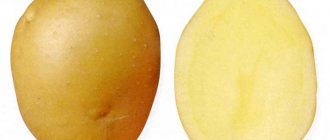 Характеристика клубня картофеля сорта Брянский деликатес