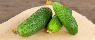 Characteristics of cucumbers of the Derevensky Raznosol variety