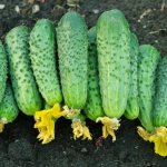 Characteristics of cucumbers of the Druzhnaya Semeyka variety