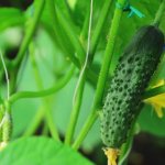 Characteristics of cucumbers of the Gerasim F1 variety