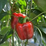 Characteristics of pepper variety Sankina Lyubov