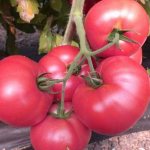 Характеристика раннеспелого томата Вермилион F1 и агротехника выращивания