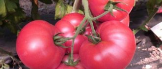 Characteristics of early ripening tomato Vermilion F1 and agricultural cultivation techniques