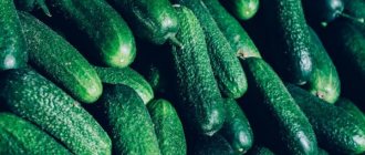 Characteristics of the cucumber variety Ginga