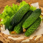 Characteristics of the cucumber variety Satina