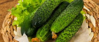 Characteristics of the cucumber variety Satina