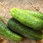 Characteristics of the cucumber variety Tumi