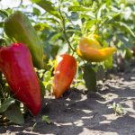Characteristics of the pepper variety Admiral f1