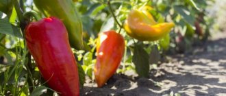 Characteristics of the pepper variety Admiral f1
