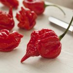 Characteristics of the Scorpio Trinidad pepper variety
